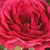 Roz - Trandafir acoperitor - Limesfeuer